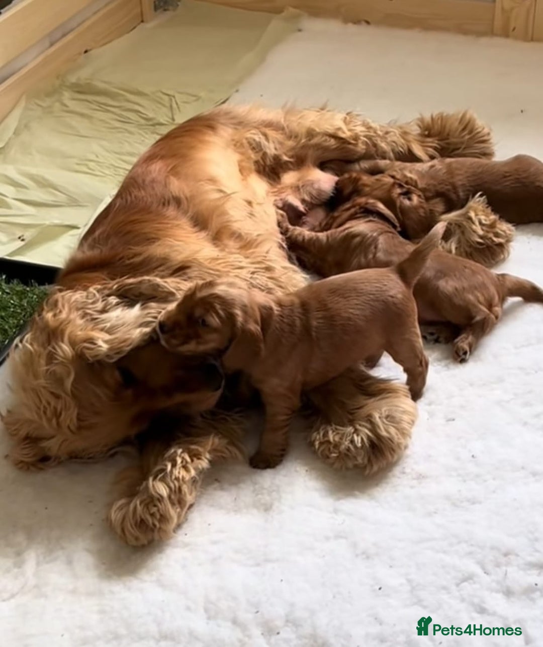 Cocker Spaniel dogs for sale: Cocker spaniel puppy’s  - Advert 4