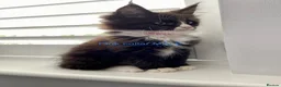 Maine Coon cats for sale: Bundles of fluff,  Maine Coon kittens  - Advert 35
