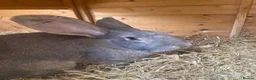 Continental Giant rabbits for sale: Gorgeous friendly bonded pair - Advert 4