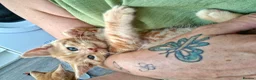 Maine Coon cats for sale: 4 maincoon babies  - Advert 4
