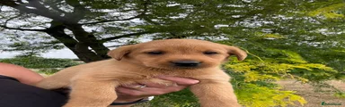 Labrador Retriever 7