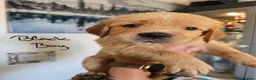Golden Retriever dogs for sale: Show Type KC Registered Golden Retrievers !!  - Advert 15