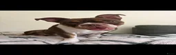 English Bulldog dogs for sale: Beautiful willow - Advert 6