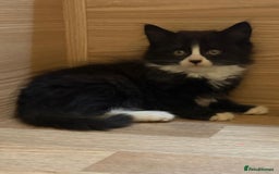 British Shorthair cats for sale: Gorgeous British Shorthair kittens! - Image 16