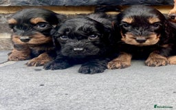 Cockapoo dogs for sale: ADORABLE COCKAPOO PUPPYS BOTH KC PARENTS ARE HERE  - Image 3
