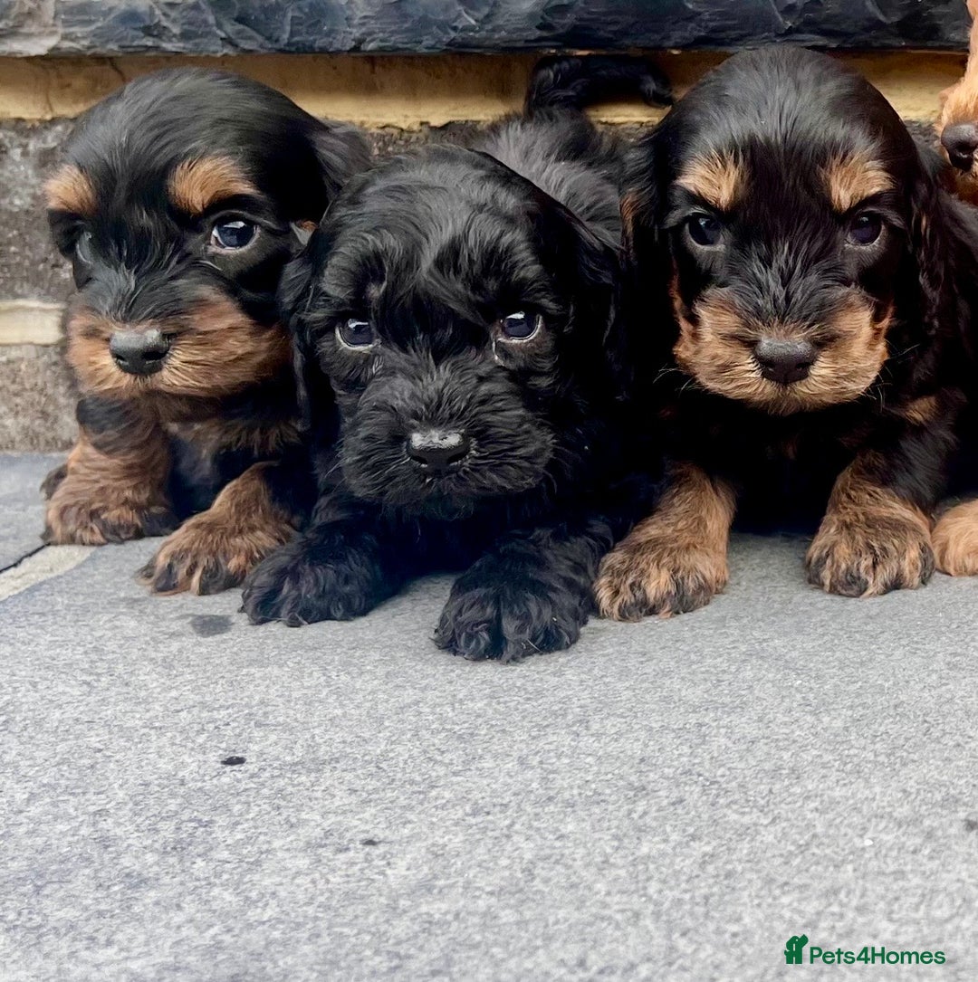Cockapoo dogs for sale: ADORABLE COCKAPOO PUPPYS BOTH KC PARENTS ARE HERE  - Image 3