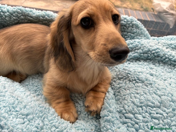 Miniature Dachshund dogs - Advert 3