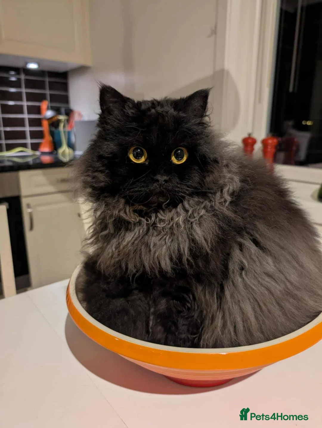 Selkirk Rex cats for sale: Long haired selkirk rex kittens  - Advert 1