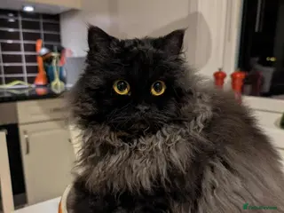 Selkirk Rex cats Long haired selkirk rex kittens - Advert 2