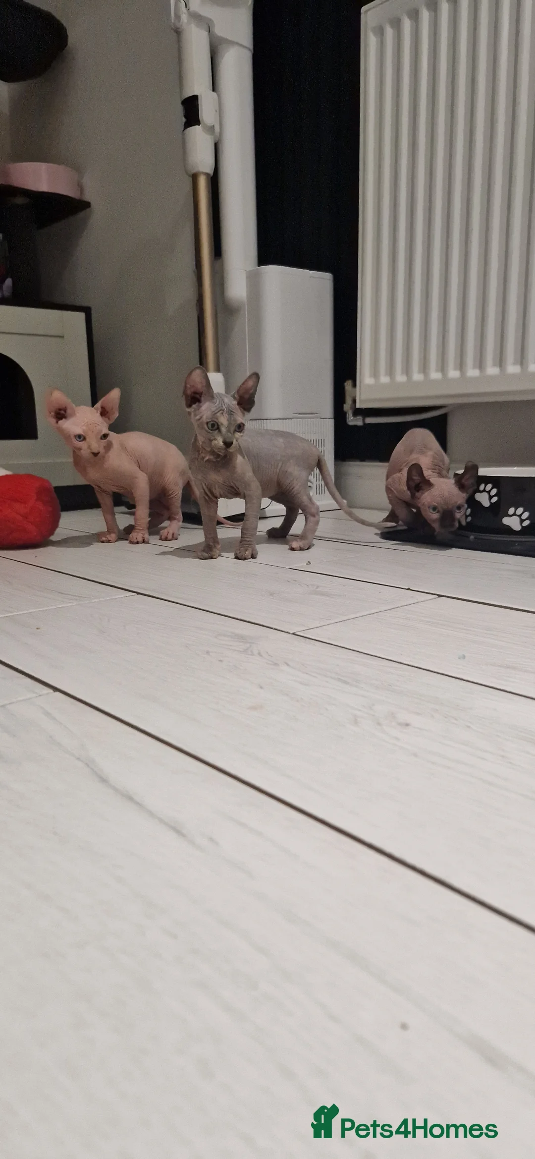 Sphynx cats for sale: Female and male kittens  - Advert 2