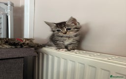 Mixed Breed cats for sale: Silver & brown British shorthair / bengal kittens  - Image 17
