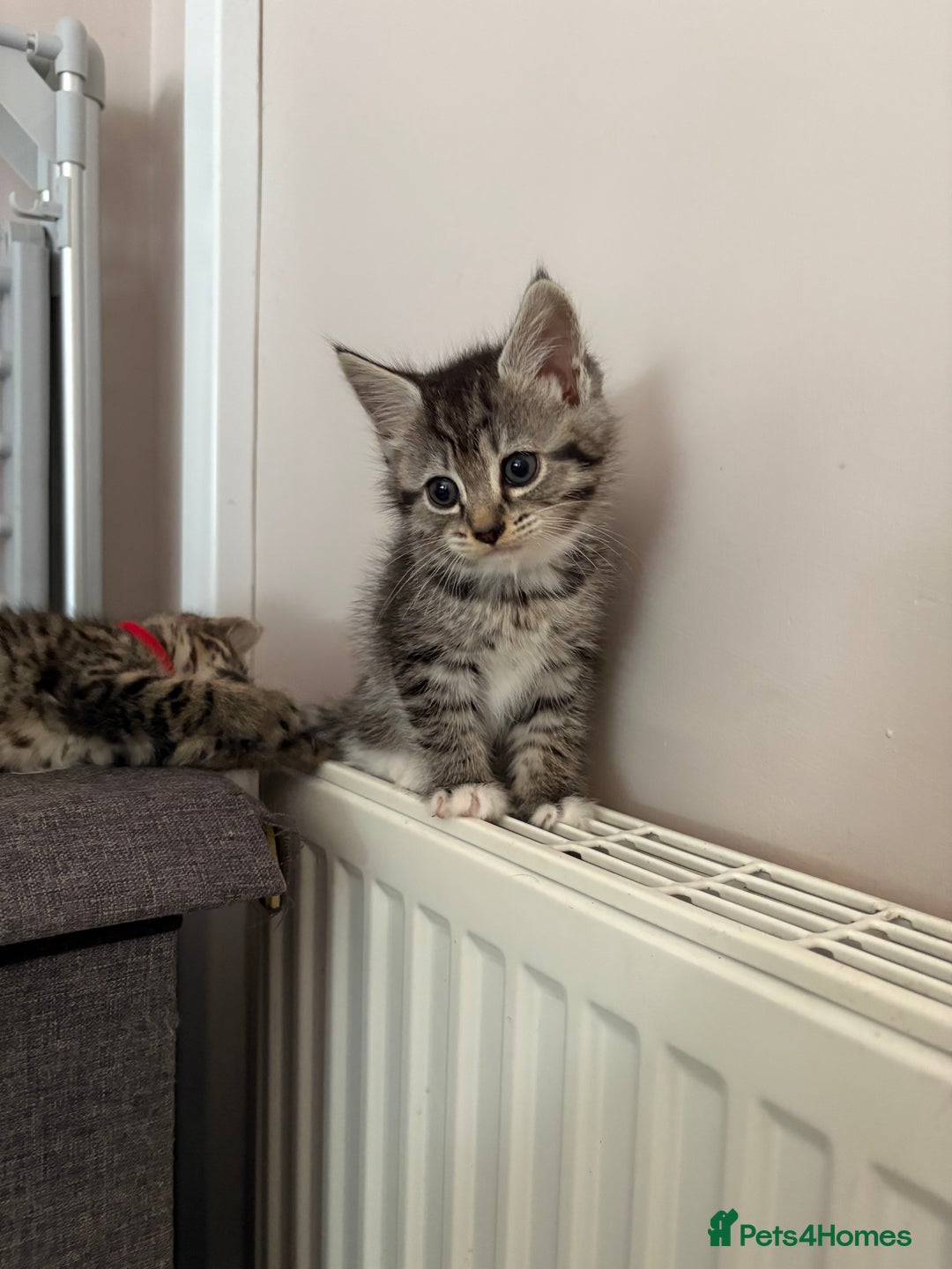 Mixed Breed cats for sale: Silver & brown British shorthair / bengal kittens  - Image 17
