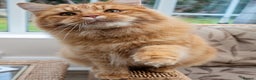 Mixed Breed cats for sale: Male Long haired ginger cat - Advert 1