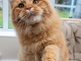 Mixed Breed cats Male Long haired ginger cat - Advert 2