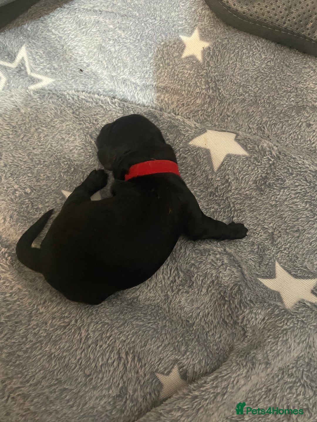 Cockapoo dogs for sale: 🐾 only one girl left F2 Cockapoo Puppies 🐾 - Advert 19