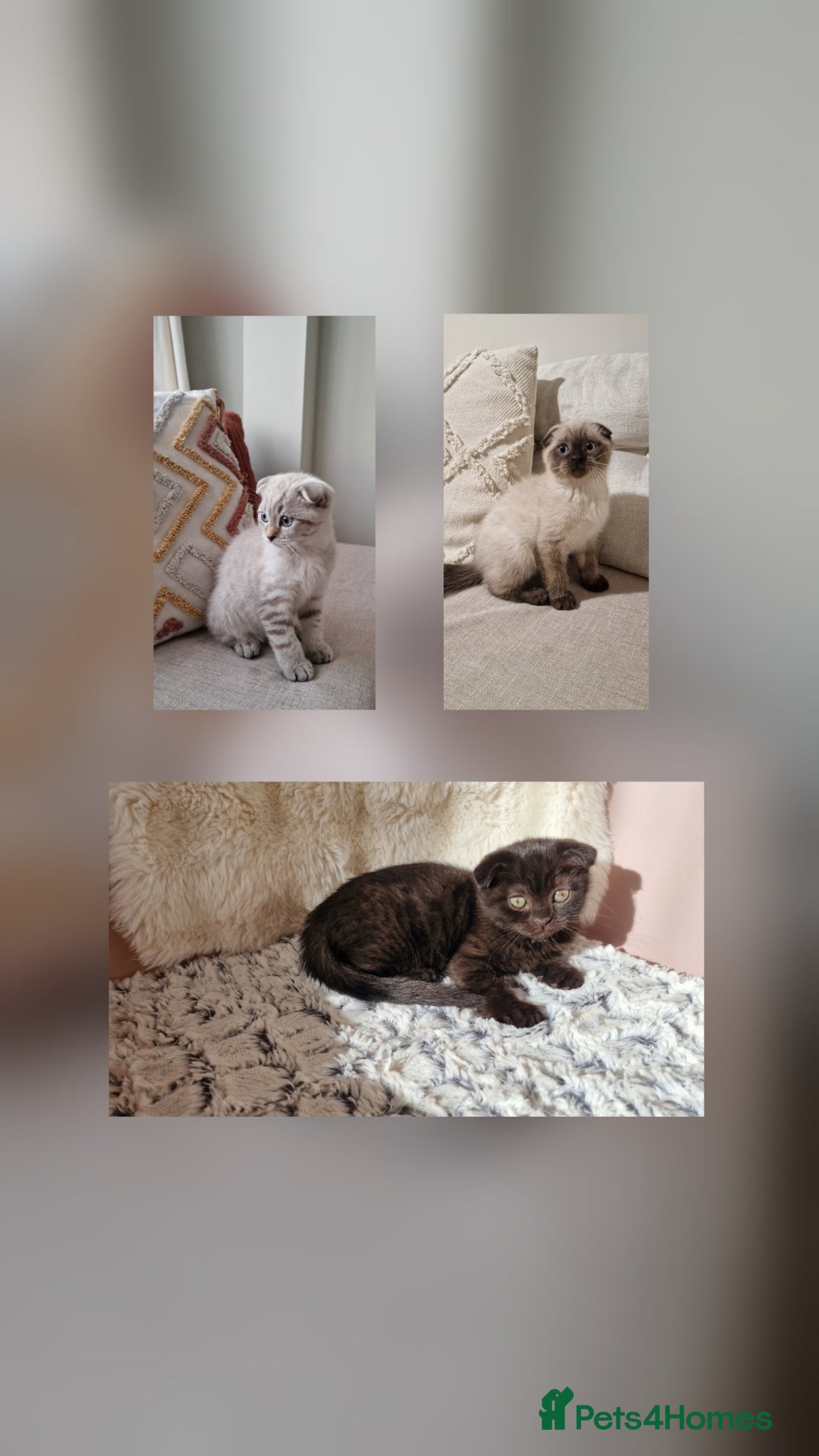 Scottish Fold cats 🐾 Cute Scottishs Fold! Ready🐱 3 left - Advert 1