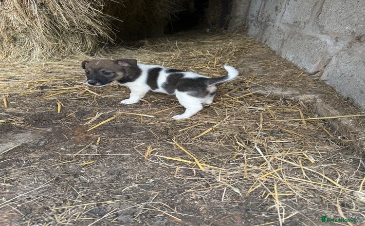 Jack Russell dogs - Advert 2