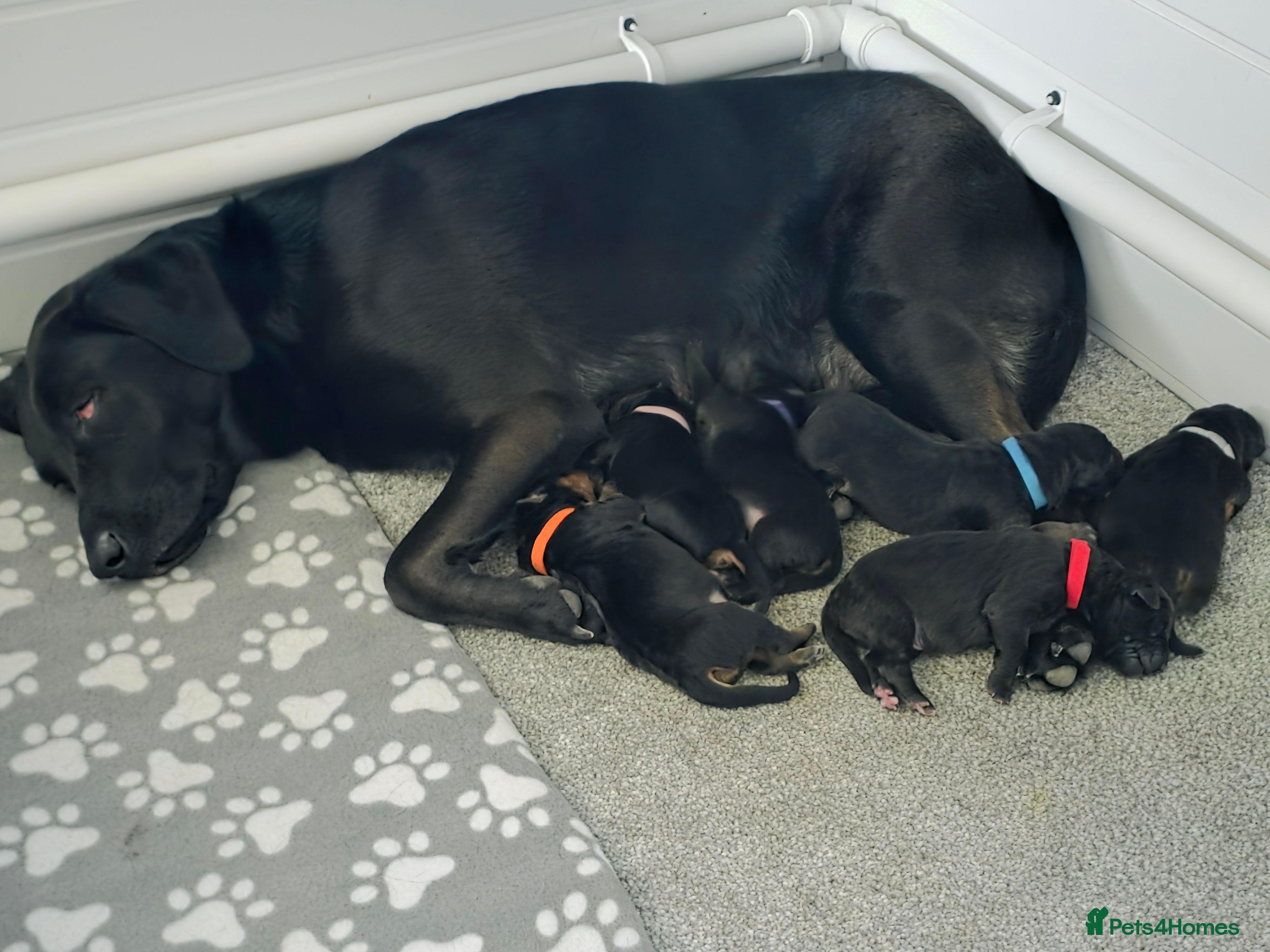 Sheprador dogs Sheprador Puppies – German Shepherd × Labrador - Advert 2