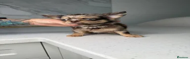 Chihuahua 4