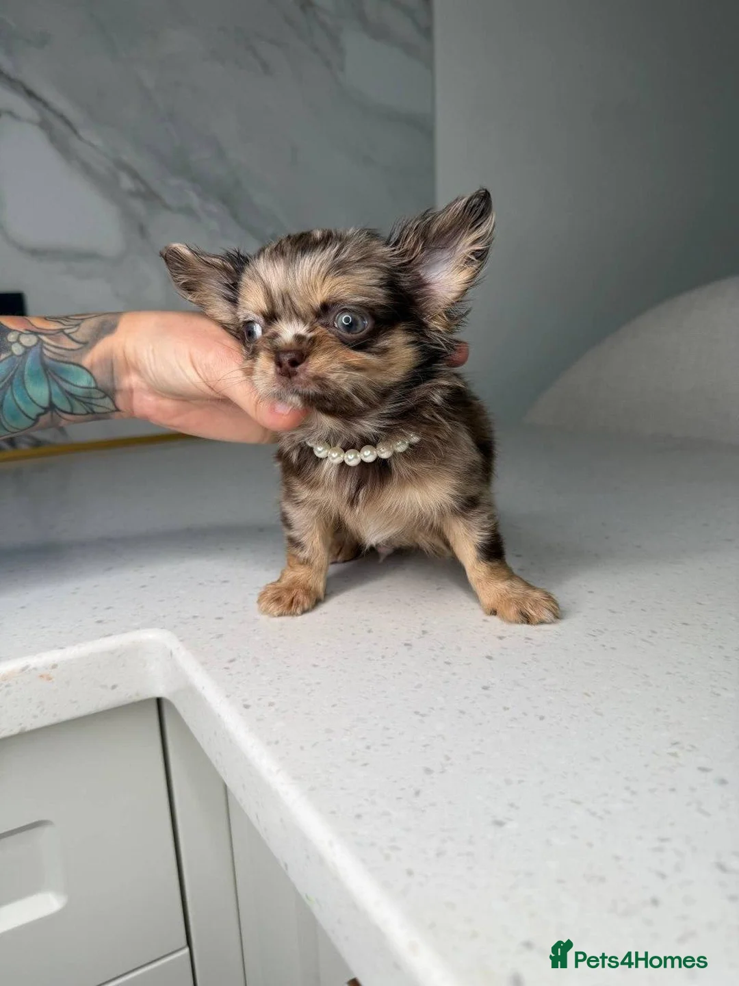 Chihuahua dogs for sale: Tiny Royal Charm: Beautiful Chihuahua Puppies - Advert 5