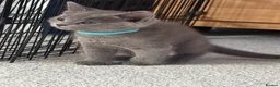 Russian Blue cats for sale: Beautiful Russian Blue Kittens - Advert 25