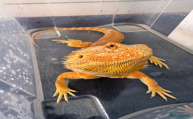 Bearded Dragon reptiles - Advert 1