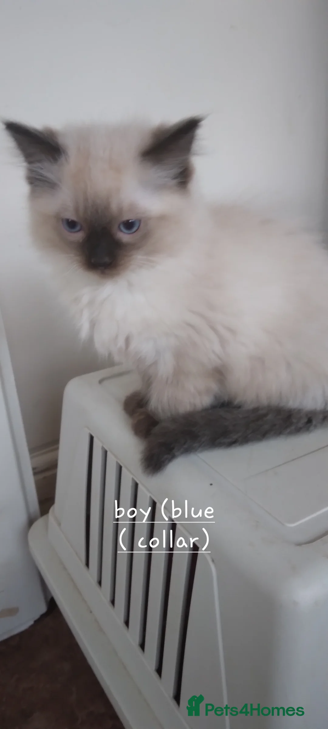 Ragdoll cats for sale: Adorable purebred Ragdoll kittens gccf registered  - Advert 1