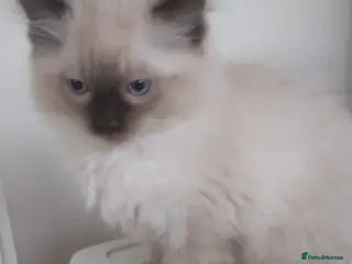 Ragdoll cats Adorable purebred Ragdoll kittens gccf registered - Advert 1