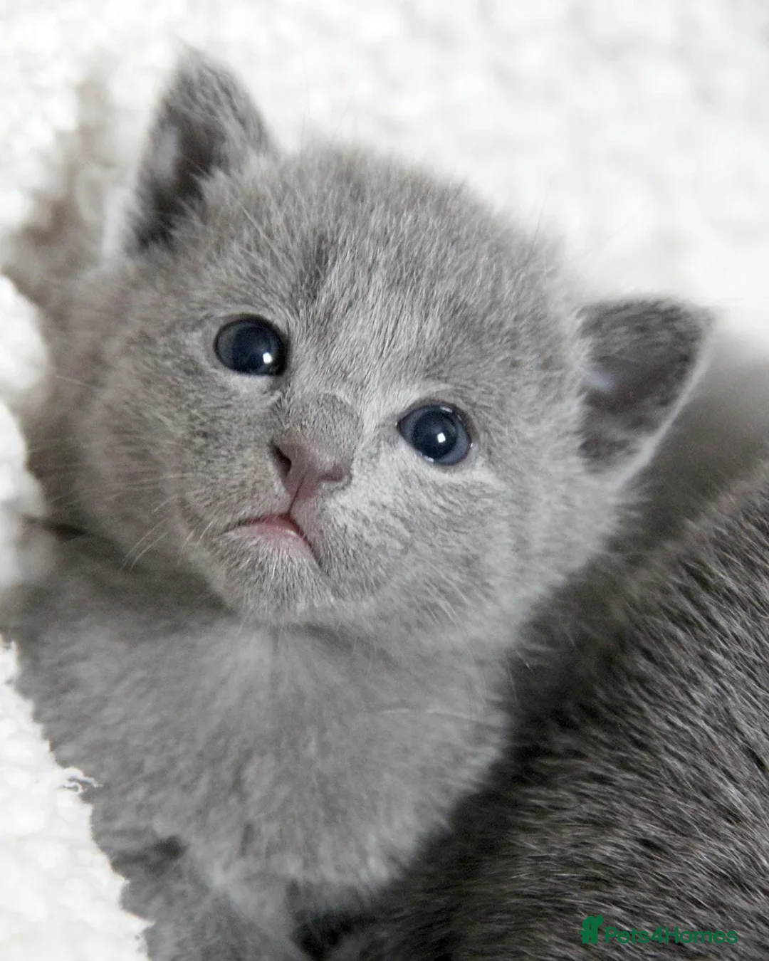 Russian Blue cats for sale: Pure Russian Blue Kittens Available  - Advert 5