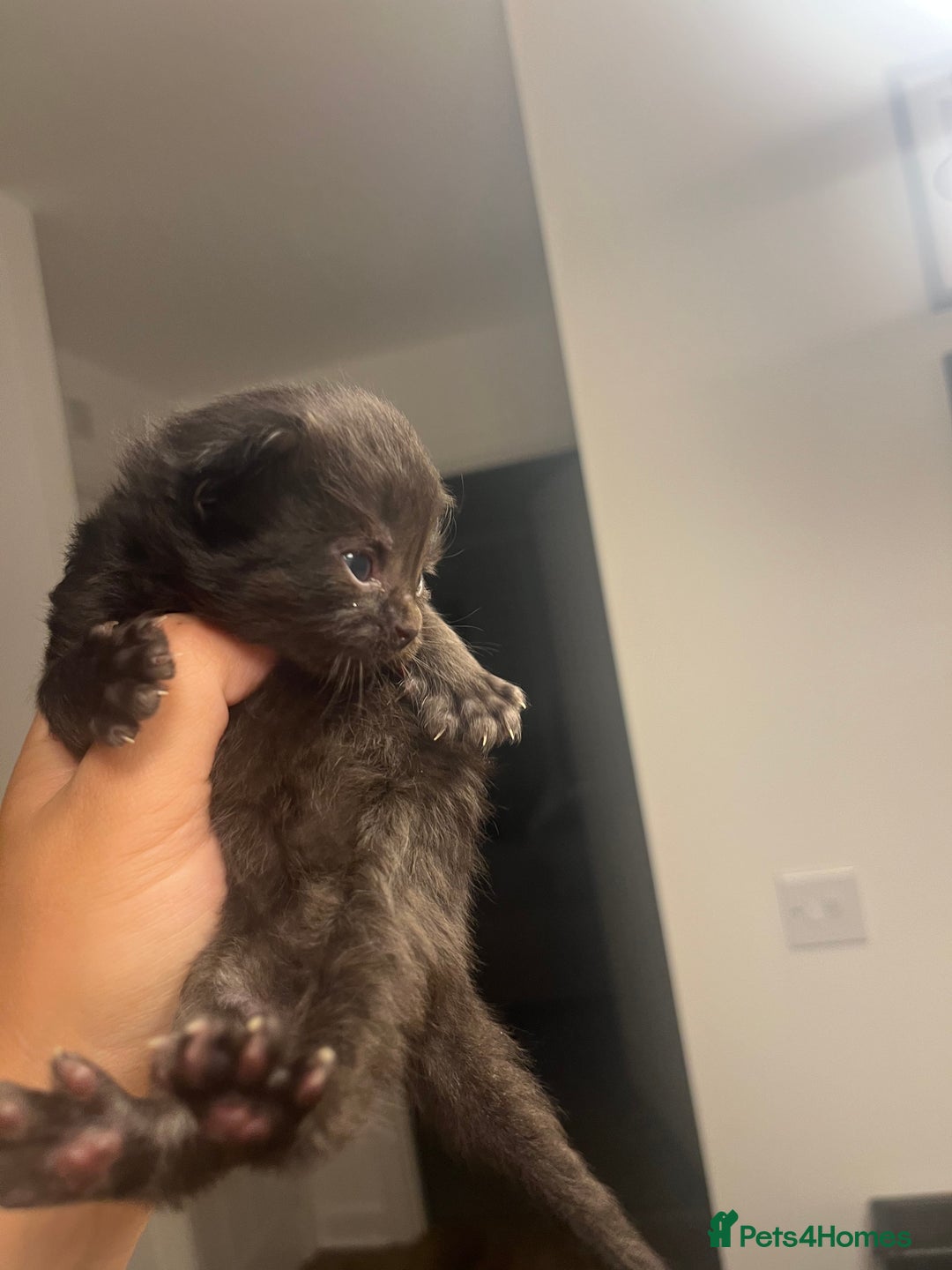Persian cats for sale: Half Persian Kittens  - Image 4