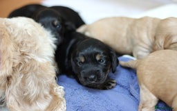 Cockapoo dogs for sale: Beautiful, Rare Cockapoo Puppies – Ready 17th Nov - Image 20