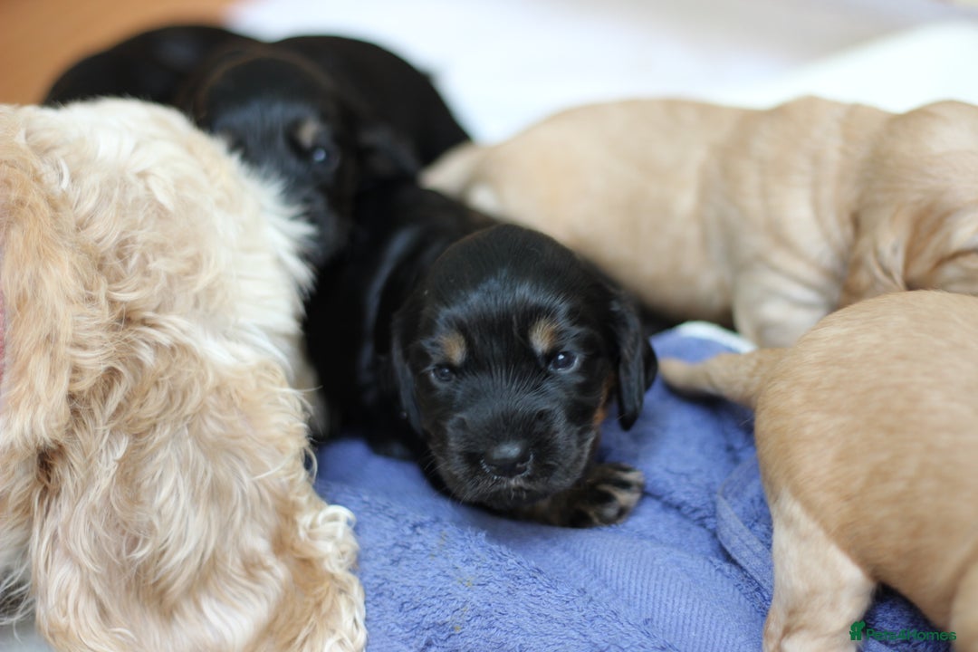 Cockapoo dogs for sale: Beautiful, Rare Cockapoo Puppies – Ready 17th Nov - Image 20