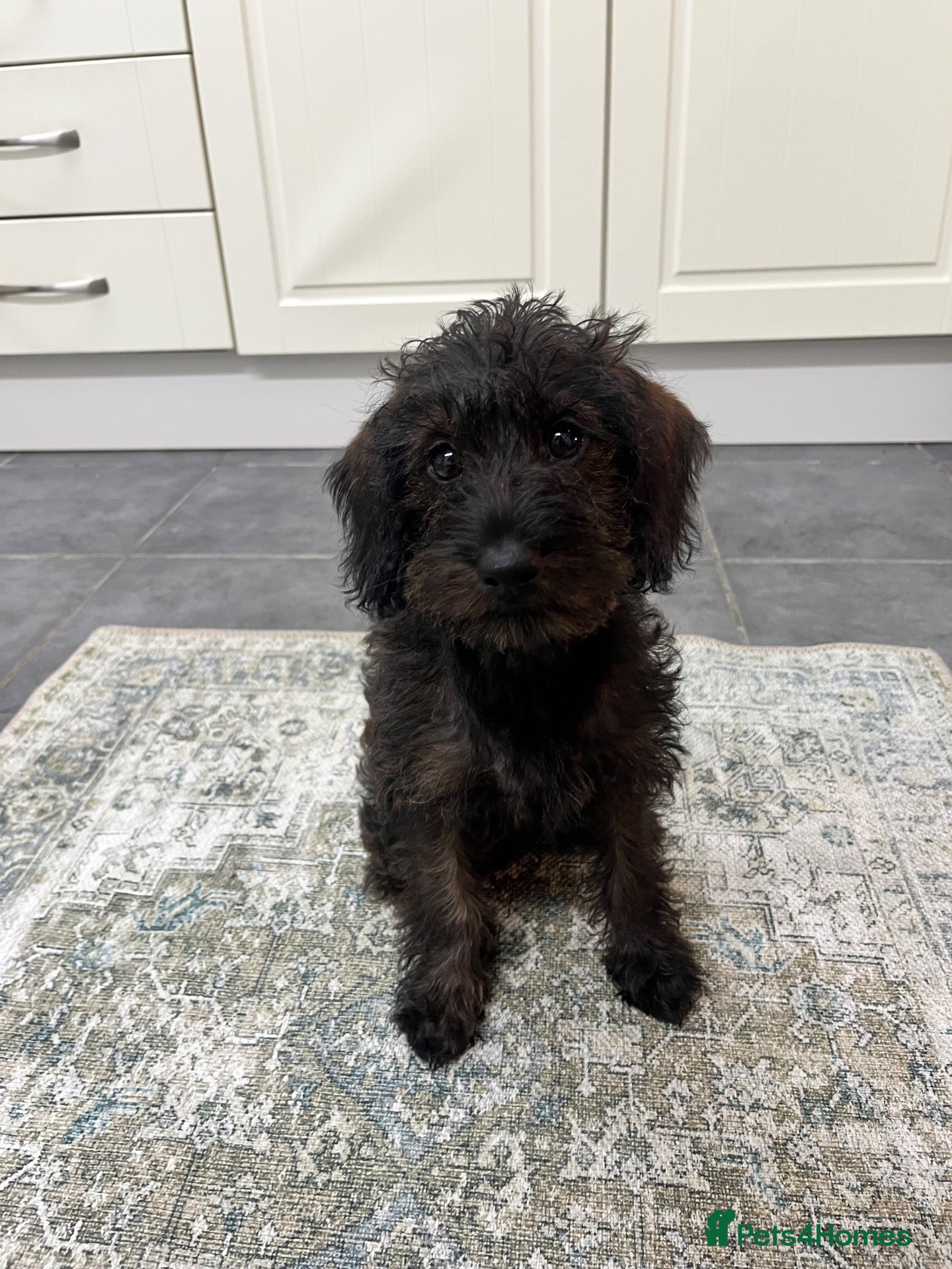 Mixed Breed dogs Little Penny  - Advert 3