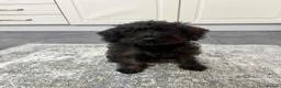 Mixed Breed dogs for sale: Little Penny  - Advert 1