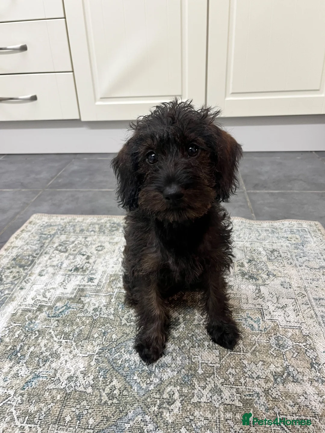 Mixed Breed dogs for sale: Little Penny  - Advert 1