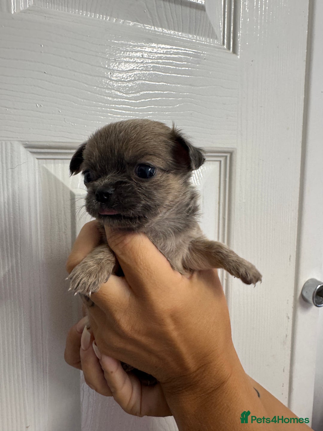 Chug dogs for sale: 6 beautiful chug puppies for sale ❤️ - Image 35