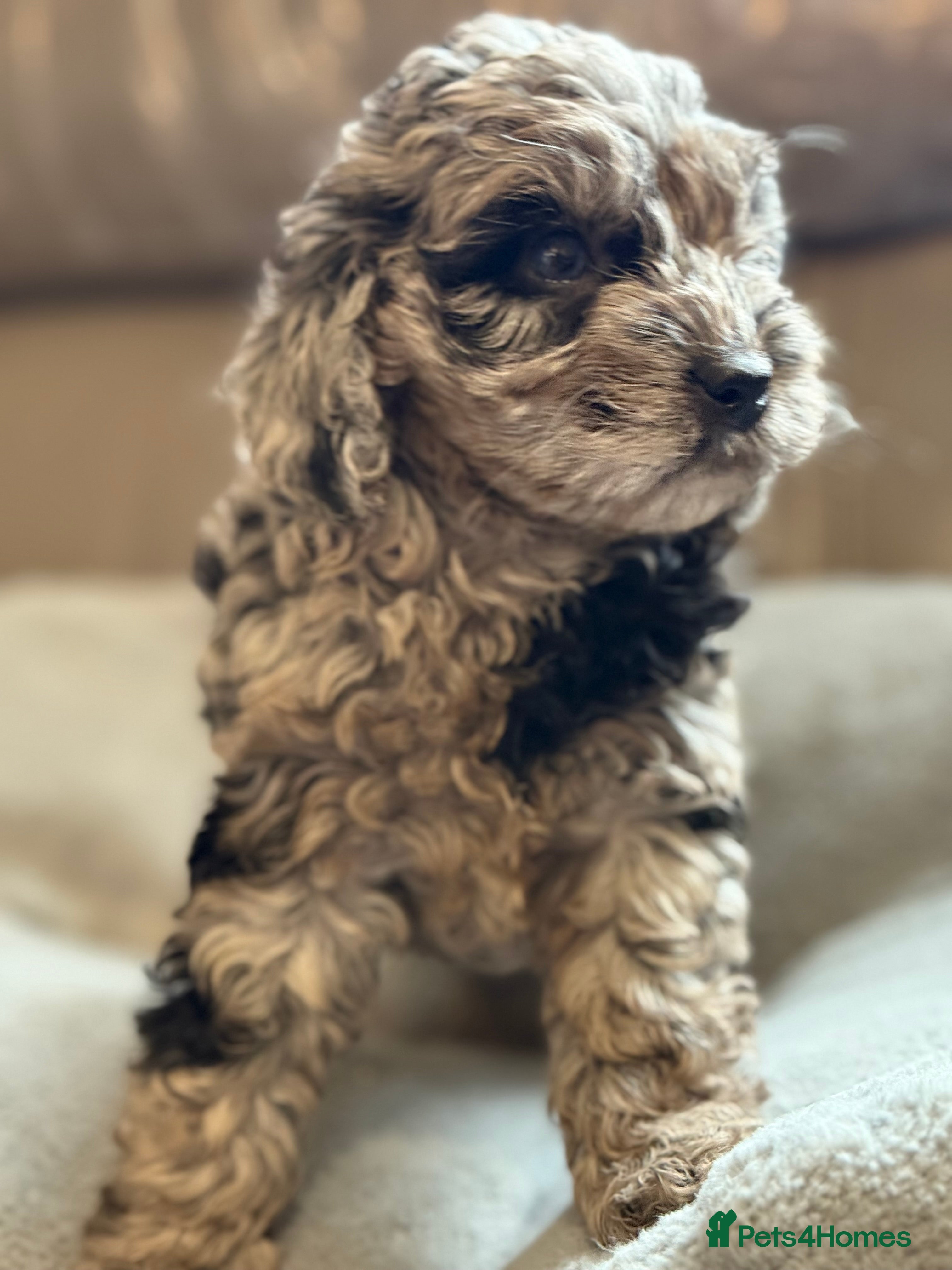 Cockapoo dogs STUNNING TOP-QUALITY COCKAPOO LAST BOY - Advert 3