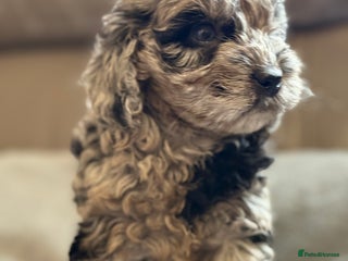 Cockapoo dogs STUNNING TOP-QUALITY COCKAPOO PUPPIES RARE COLOURS - Advert 4