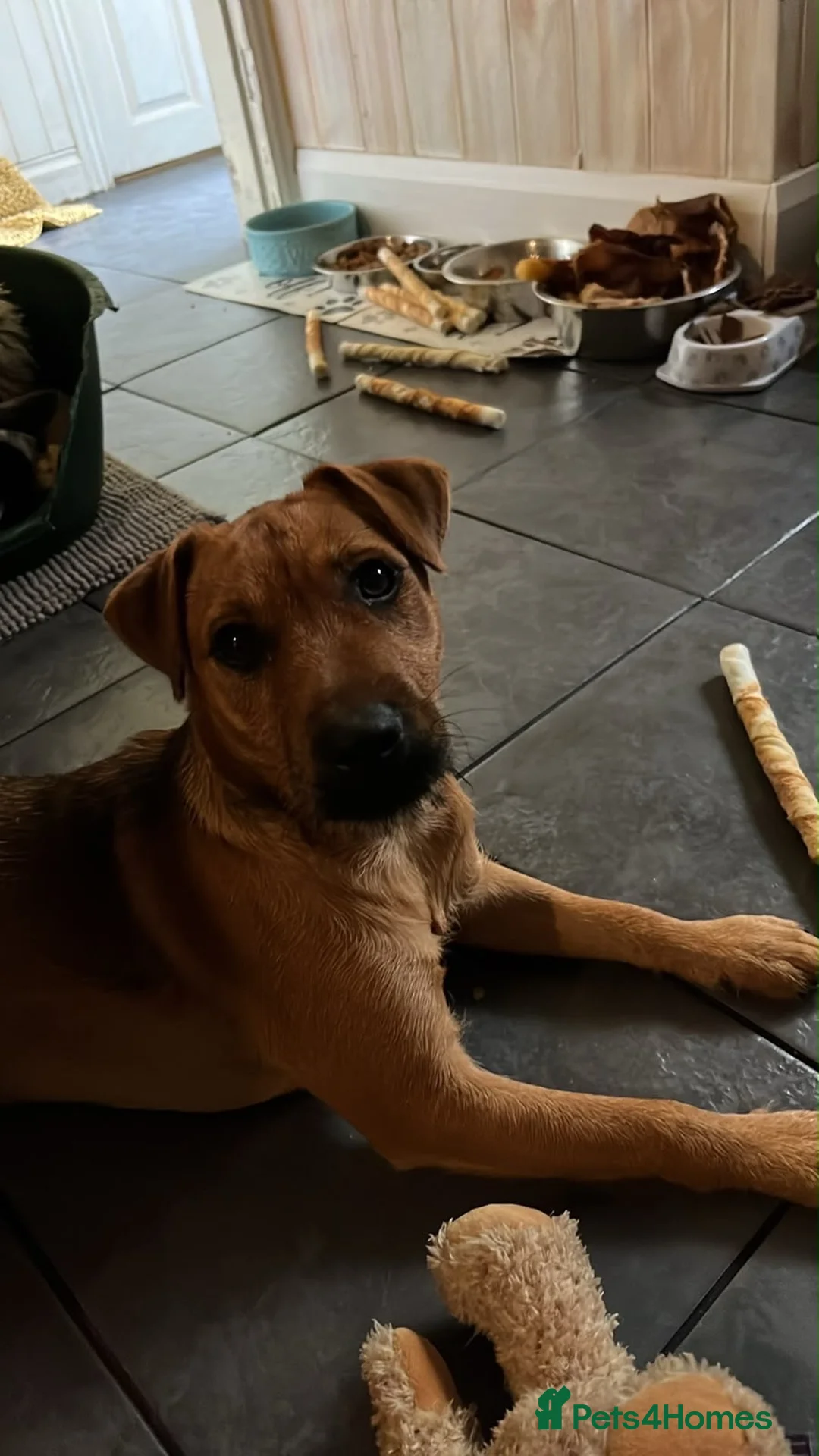 Mixed Breed dogs for sale: Beautiful Lakeland x patterdale girl  - Advert 2