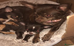 Chihuahua dogs for sale: Rare chocolate chihuahua puppies - Image 17
