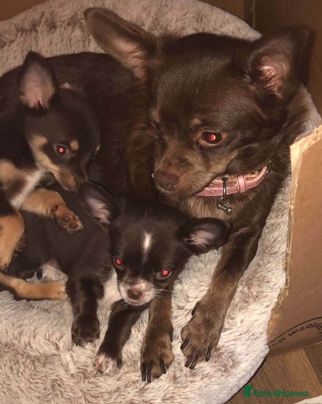 Chihuahua dogs for sale: Rare chocolate chihuahua puppies - Image 17