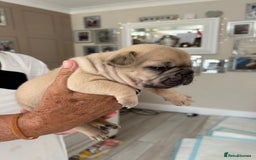French Bulldog dogs for sale: French Bulldog puppies - Image 40