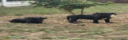 Patterdale Terrier dogs for sale: Patterdale terriers (1 BOY LEFT) - Advert 8