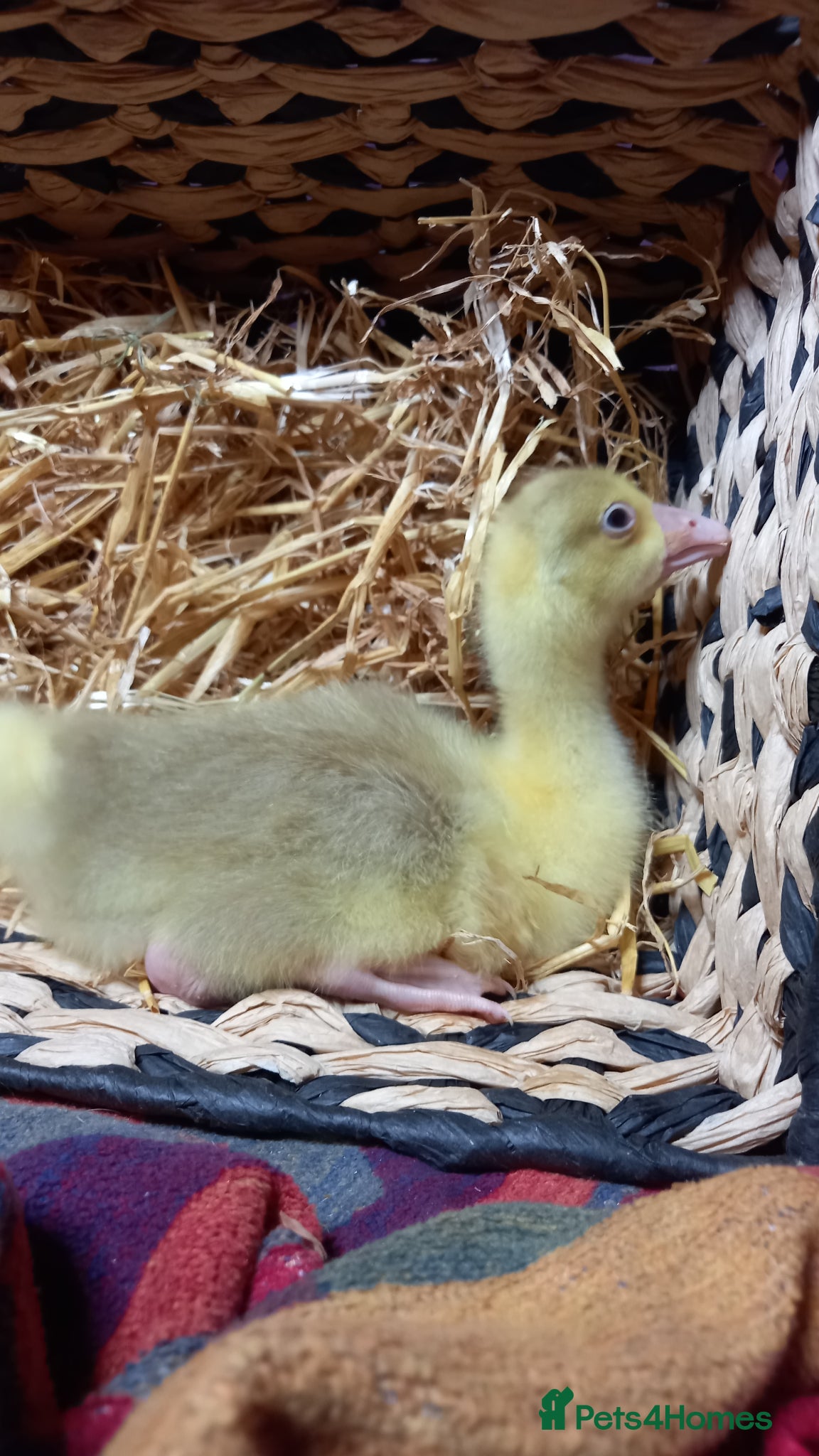 Geese poultry Goslings for Sale - Advert 3