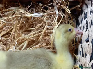 Geese poultry Goslings for Sale - Advert 4