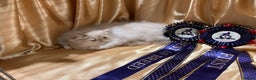 Persian cats for sale: Noushafarin Gccf reg hobby breeder  - Advert 1