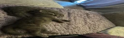 British Shorthair cats for sale: 5 beautiful kittens  - Advert 4