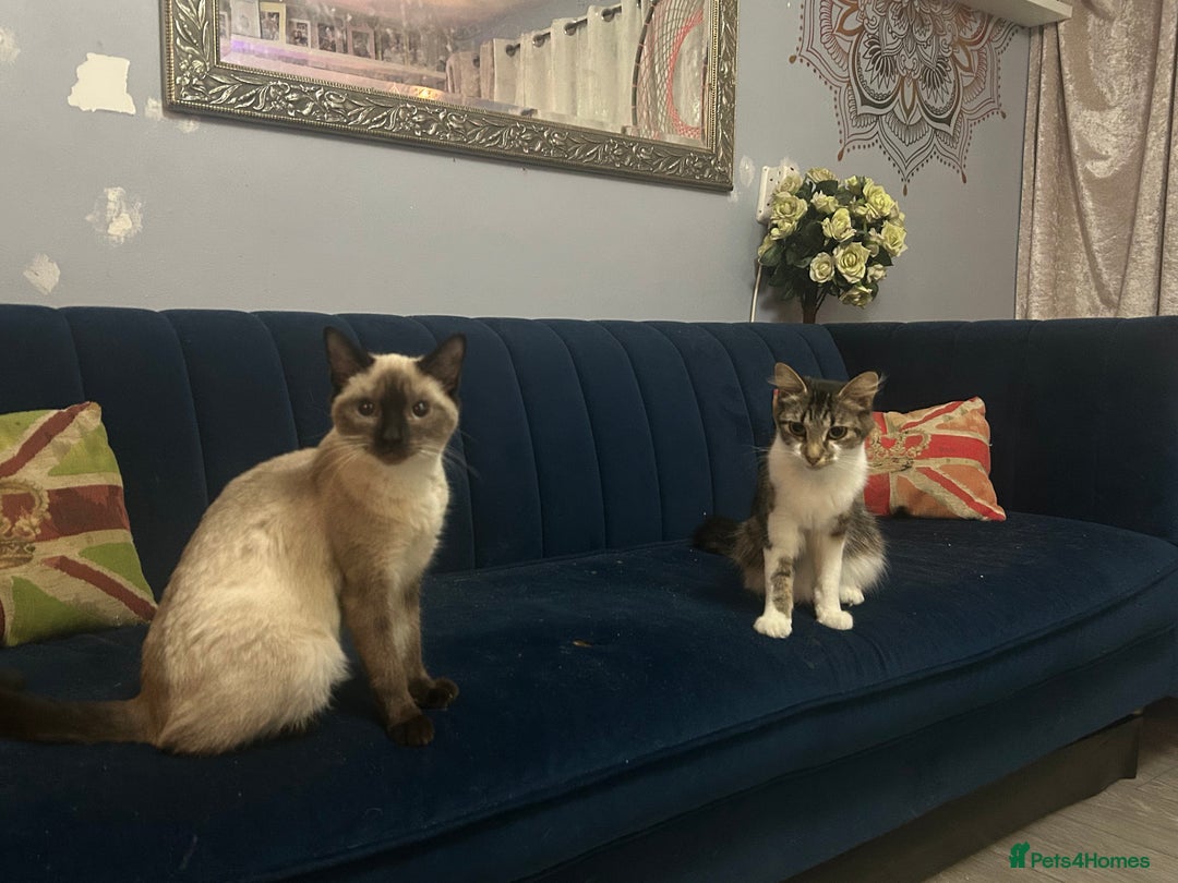 Ragdoll cats for sale: Cats for rehoming  - Advert 6