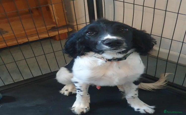 English Springer Spaniel dogs - Advert 1