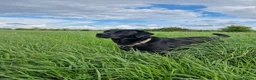 Labrador Retriever dogs for stud: Beautiful black lab for stud - Advert 2